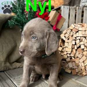 Nyl, Silver Labrador Retriever Puppy
